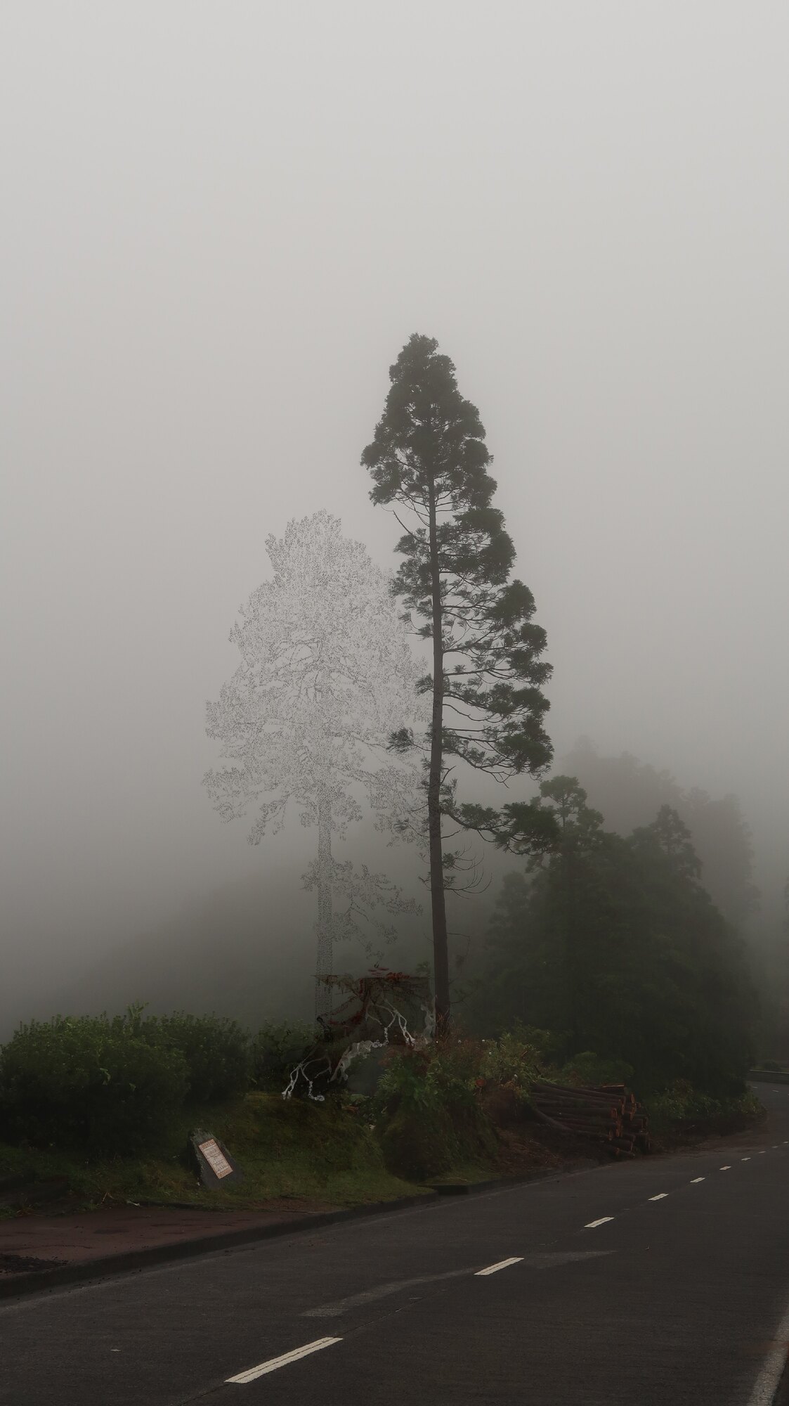 Ghost tree drawn in stippled line beside a standing cryptomeria in the Azorean fog