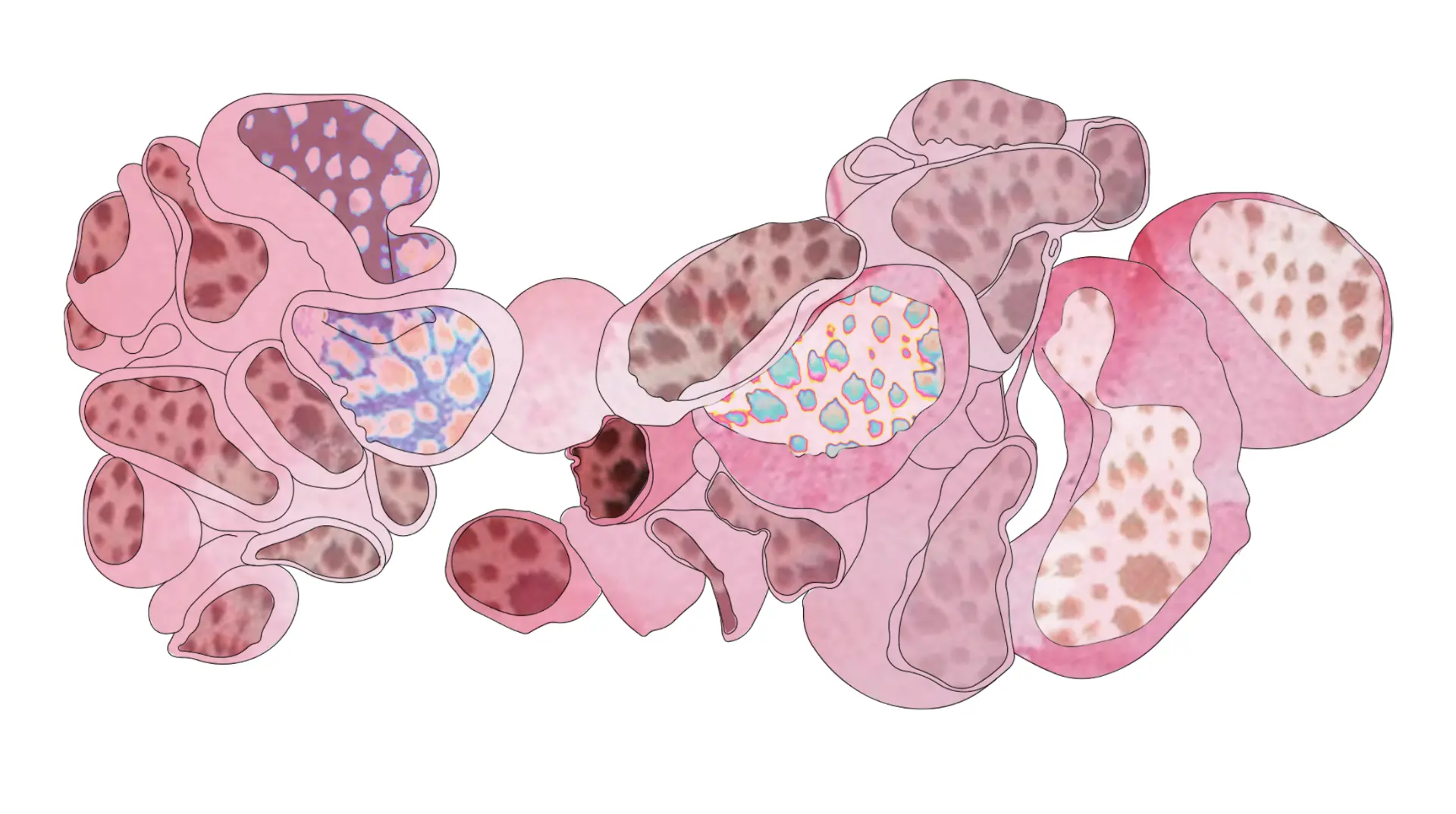 Pink watercolour tissue study of spotted cellular chambers