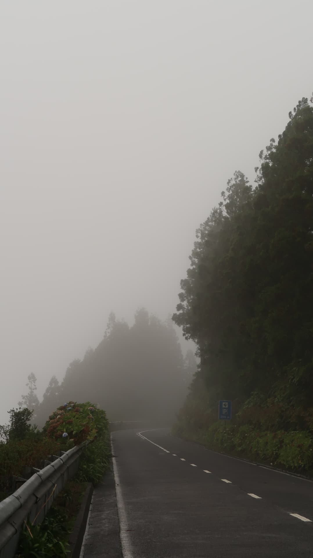 Mountain road disappearing into fog with hydrangeas