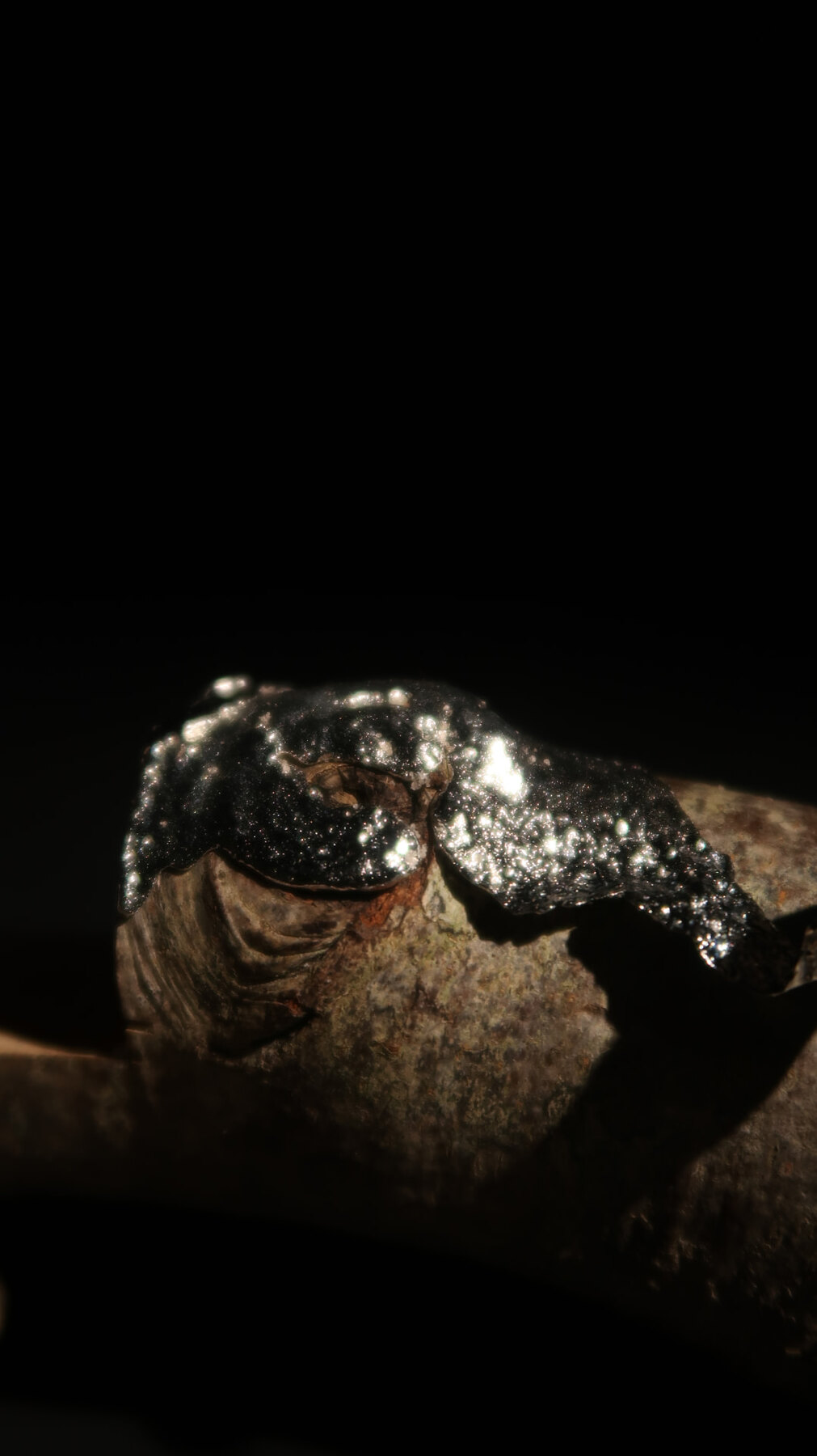 Poured metal cap glinting over a cut branch end in darkness