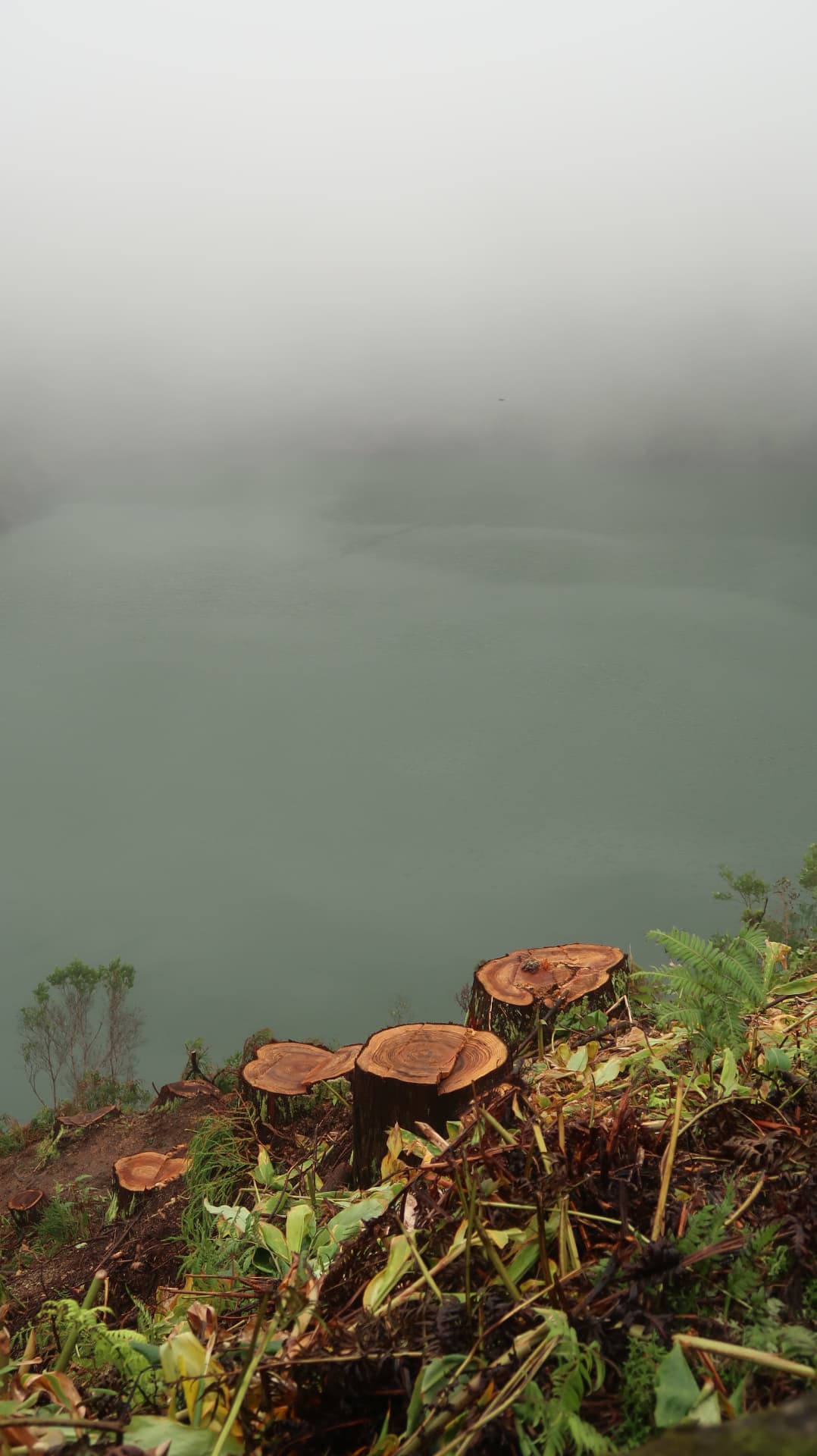 Fresh cut stumps above still green water in mist