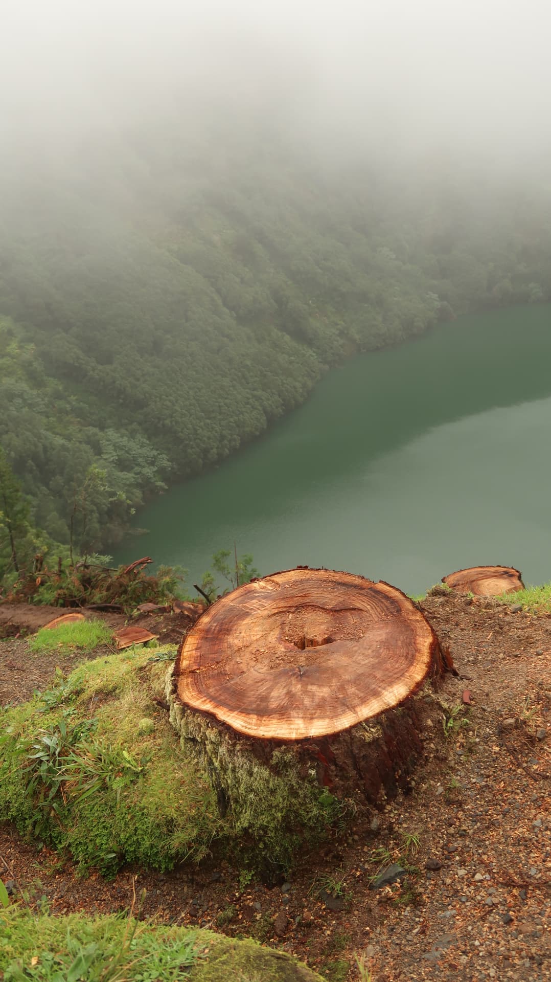 Cut stump rings in the foreground above a green lake