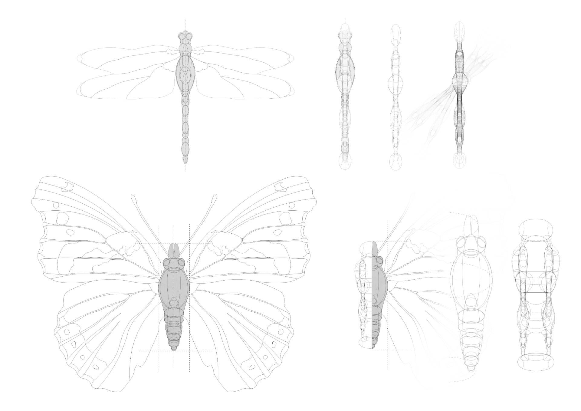 Technical anatomy study of butterfly and dragonfly bodies in plan, section and elevation