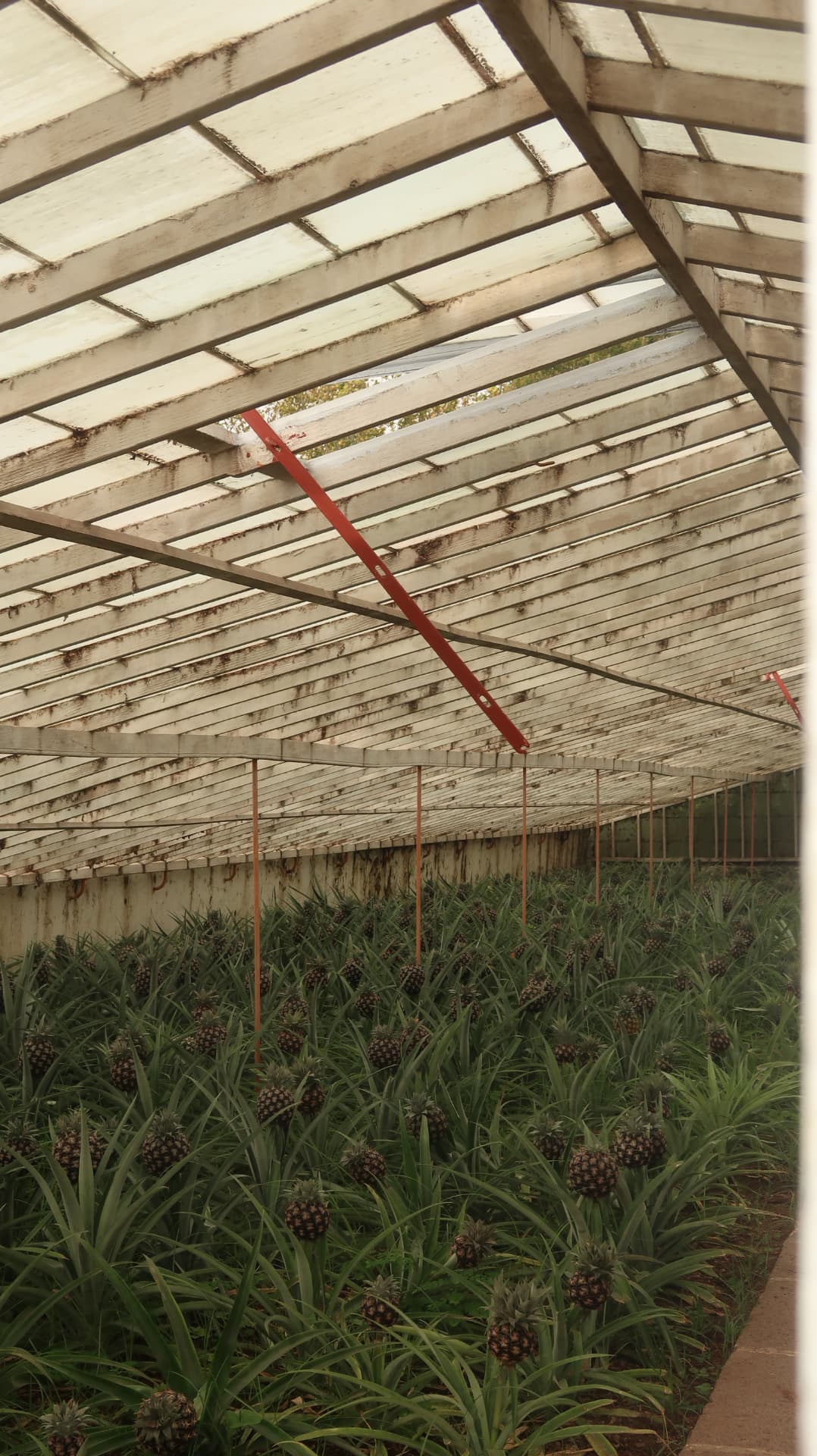 Pineapple plantation under a white timber and glass roof