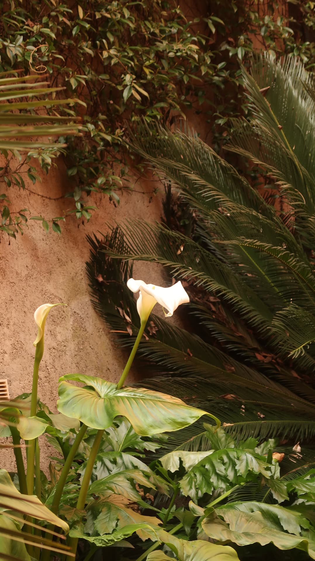 White calla lilies against a rendered wall and cycad fronds