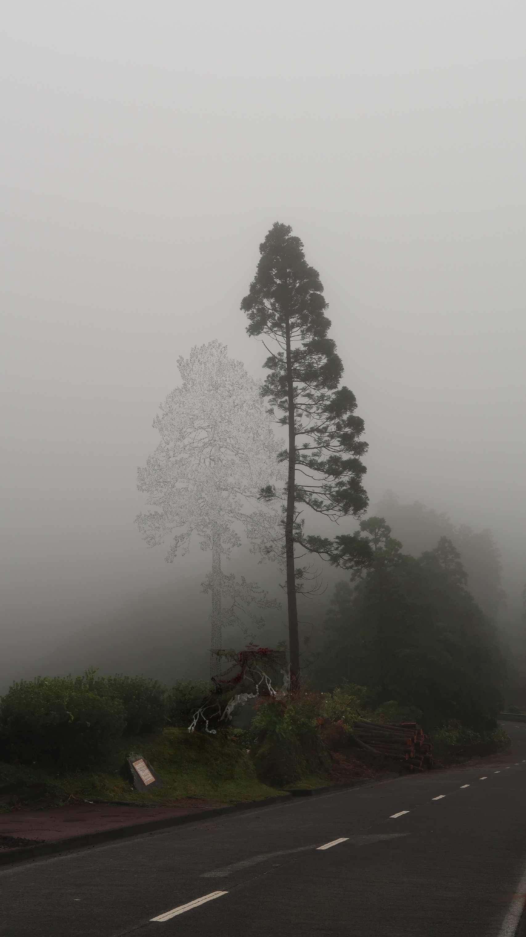 Azorean landscape study showing the proposed organic intervention among fog and trees