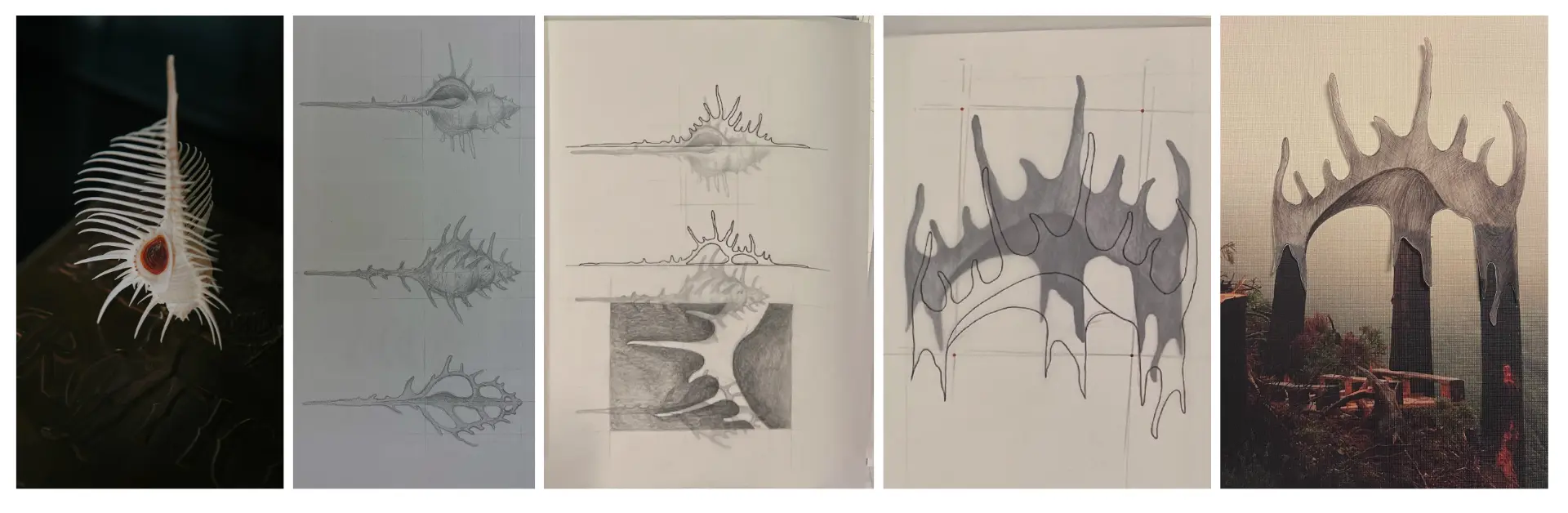 Studies of shells, skeletal structures and an architectural interpretation of a shell-like canopy
