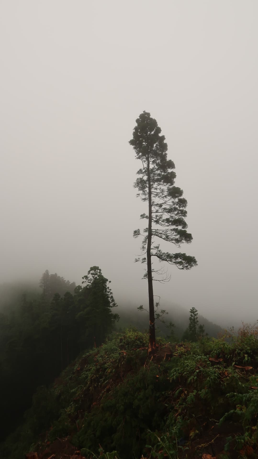 Lone pine on a ridge surrounded by white fog