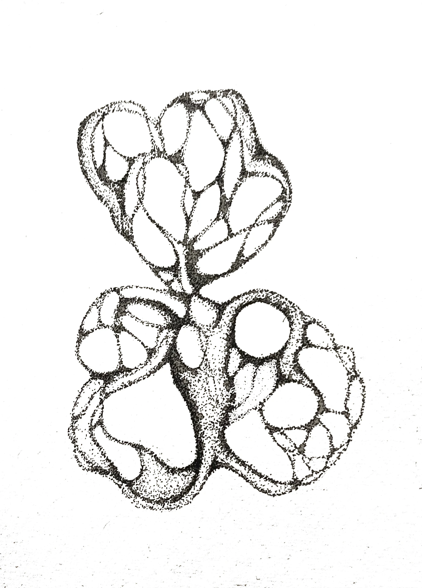 Stippled cluster of looping cellular chambers