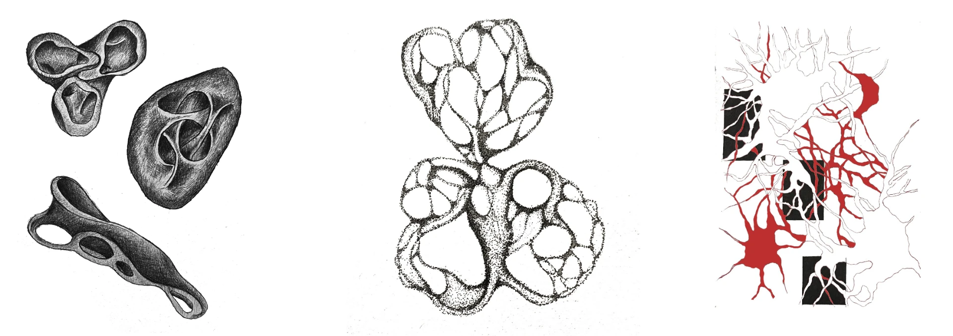 Hand-drawn studies of organic forms and branching red networks