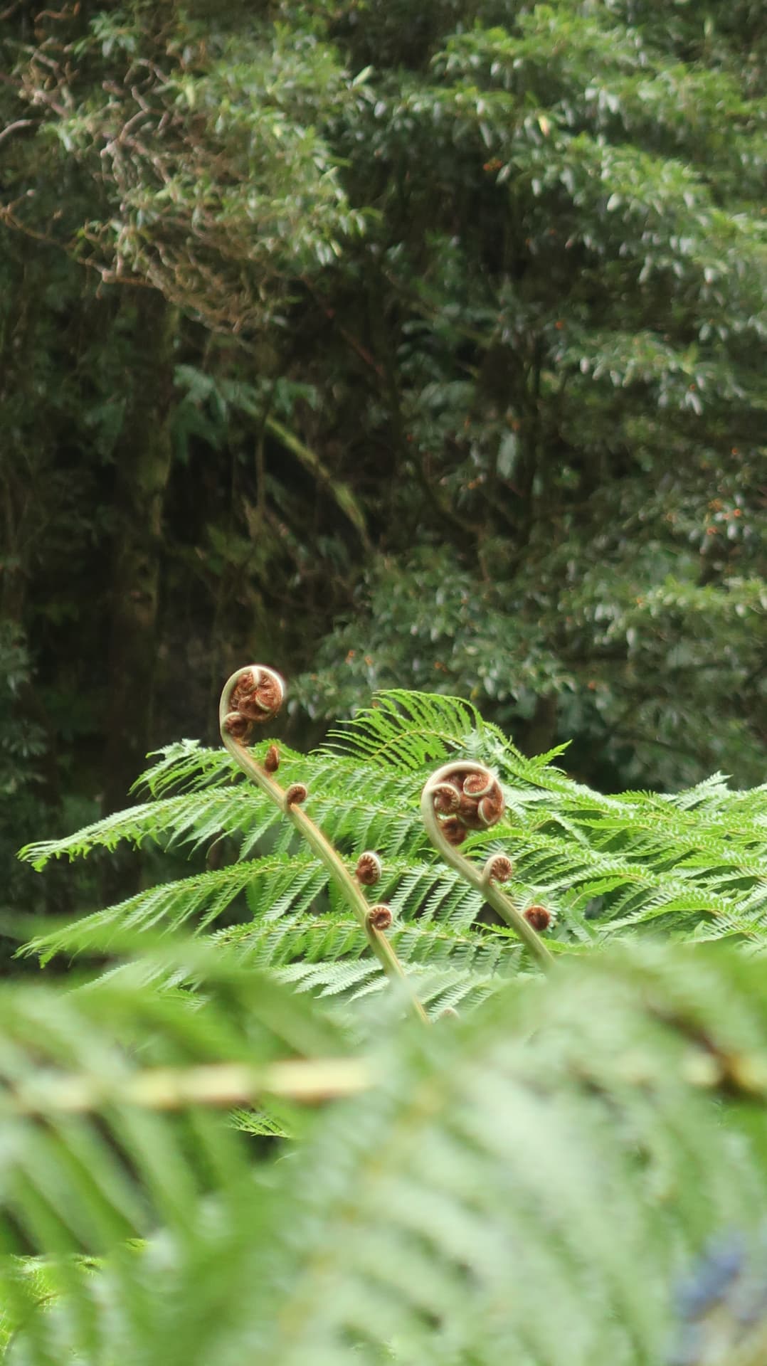 Two unfurling tree fern crosiers above green fronds