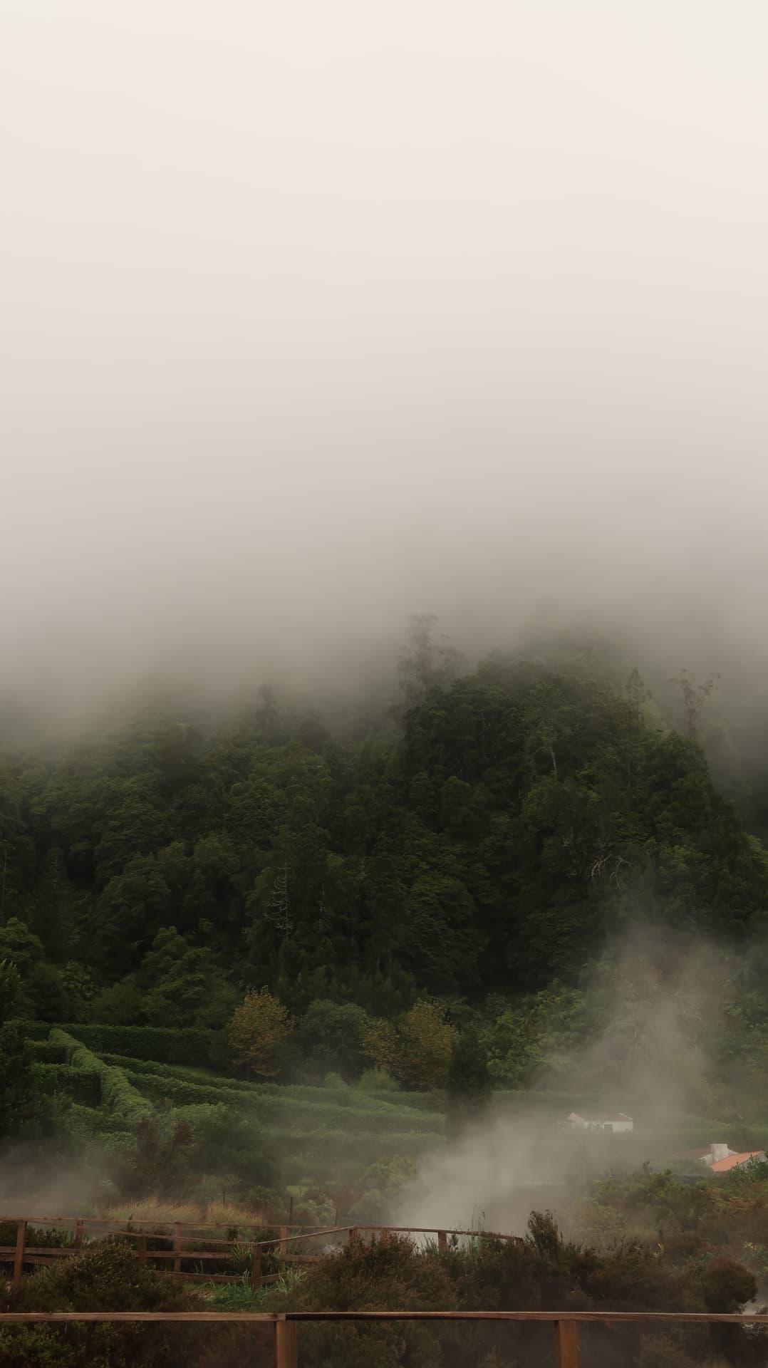 Steam rising from fumaroles below a forested slope in cloud