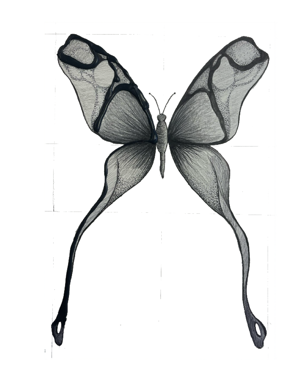 Detailed black and white drawing of a butterfly with elongated wings and a measured construction