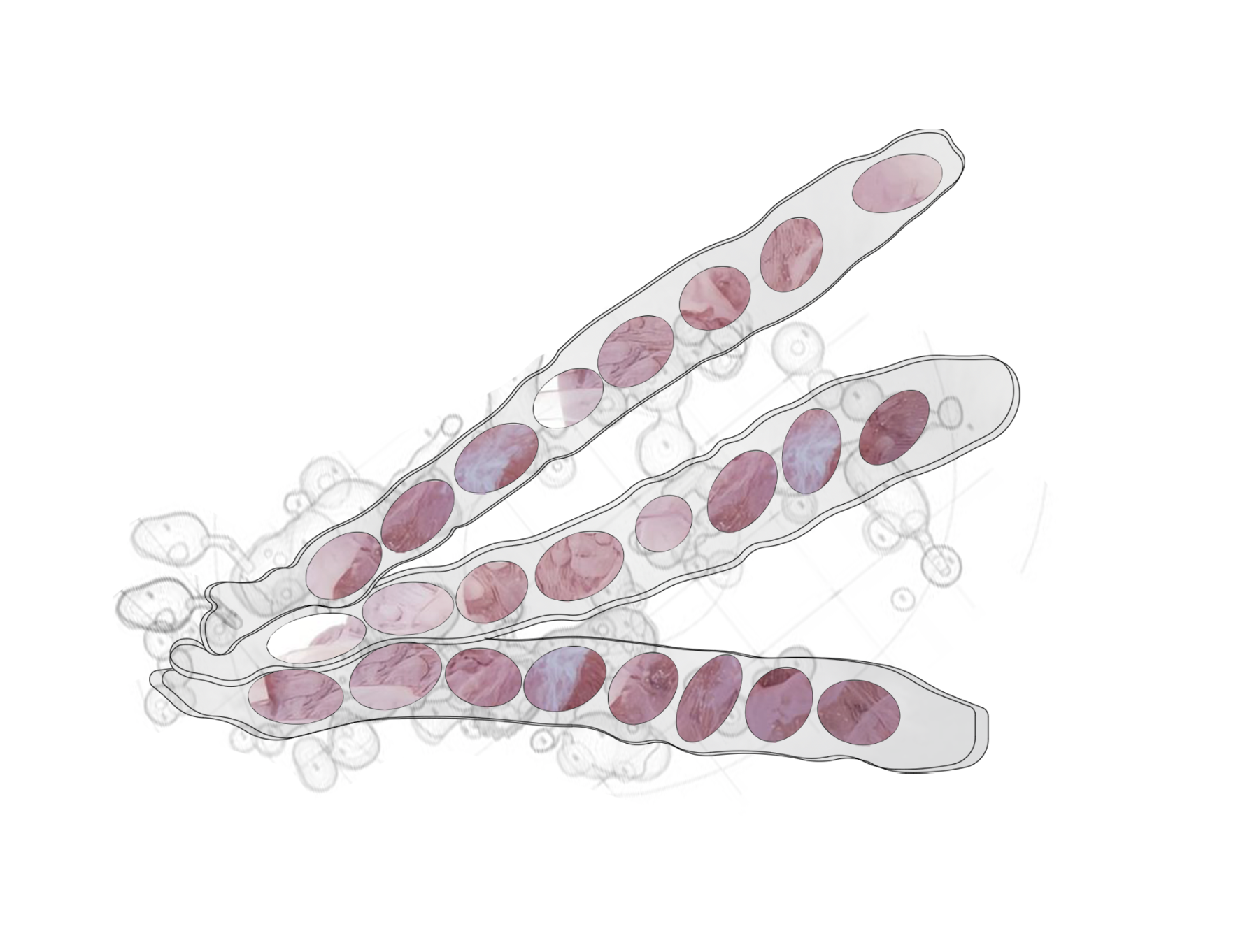 Three seed pods drawn with rose-coloured cells inside