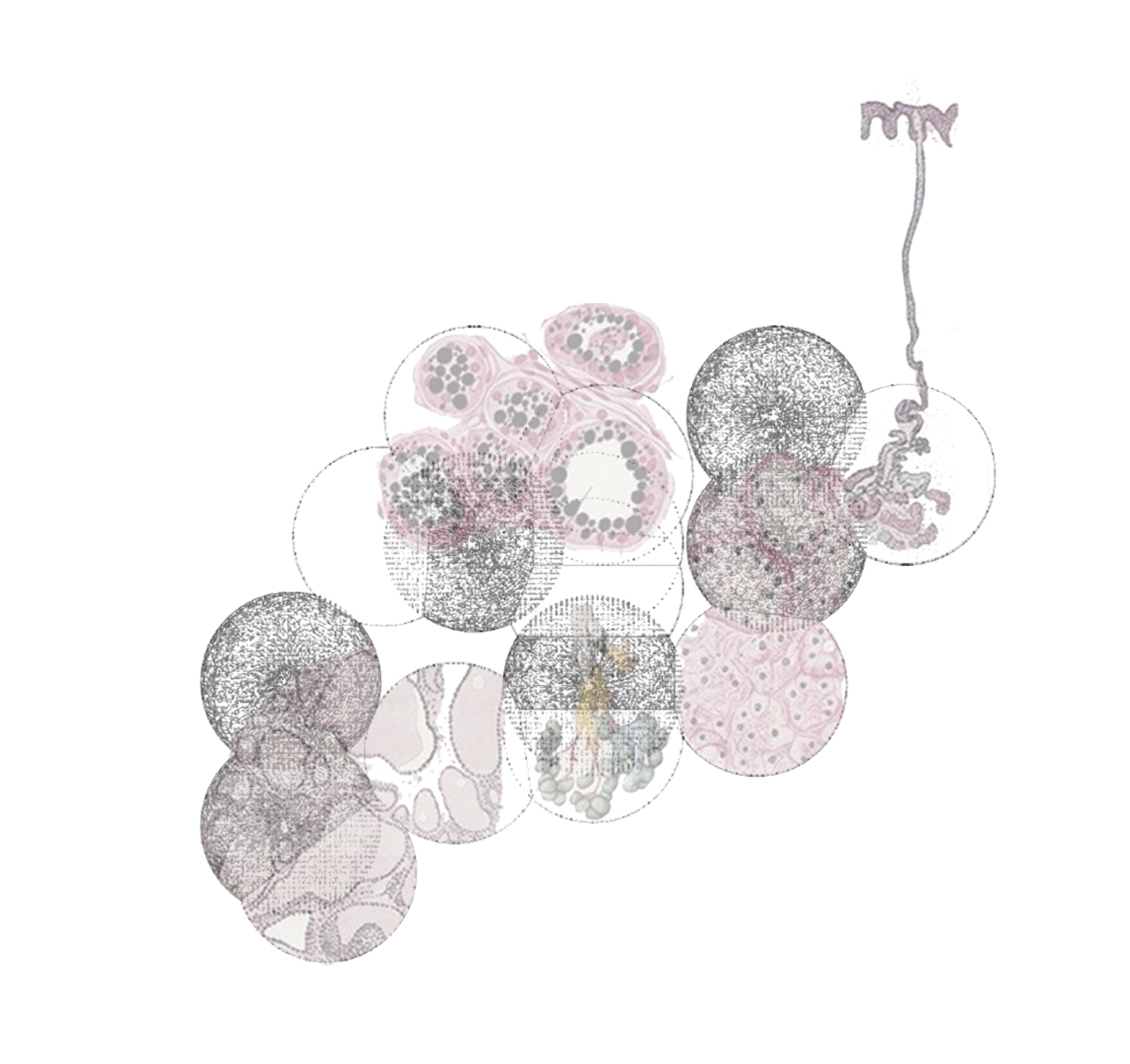 Cluster of circular microscope views layered in grey and rose