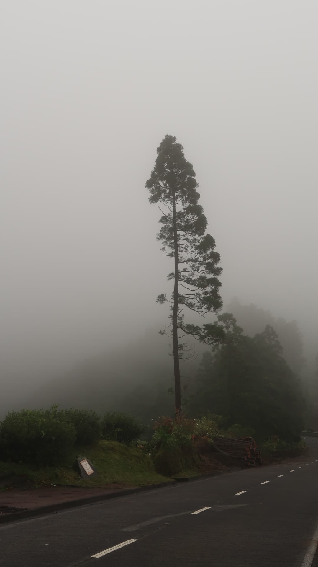 Single tall pine beside a wet road in fog