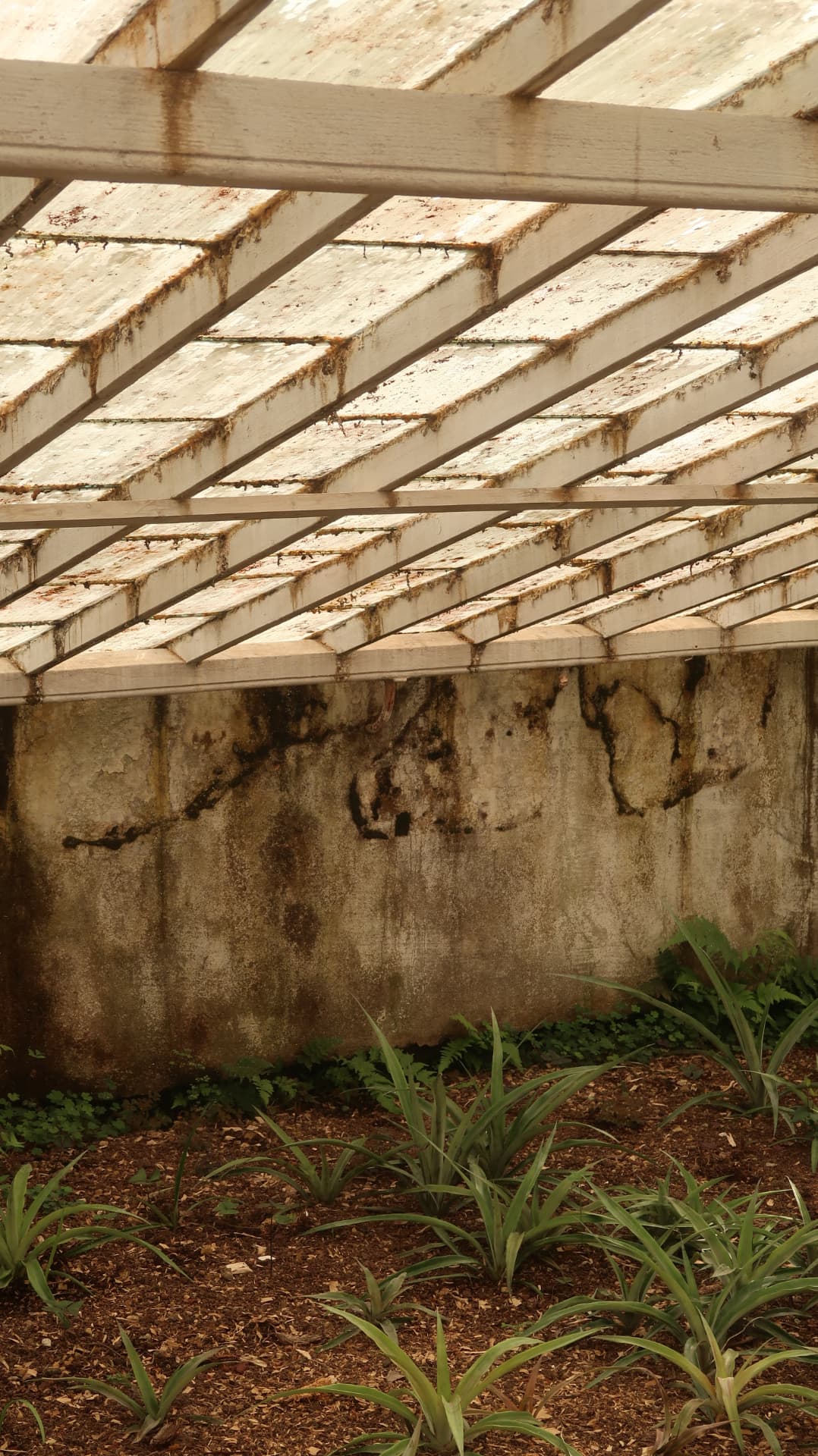 Interior of an old greenhouse with stained slats and pineapple beds