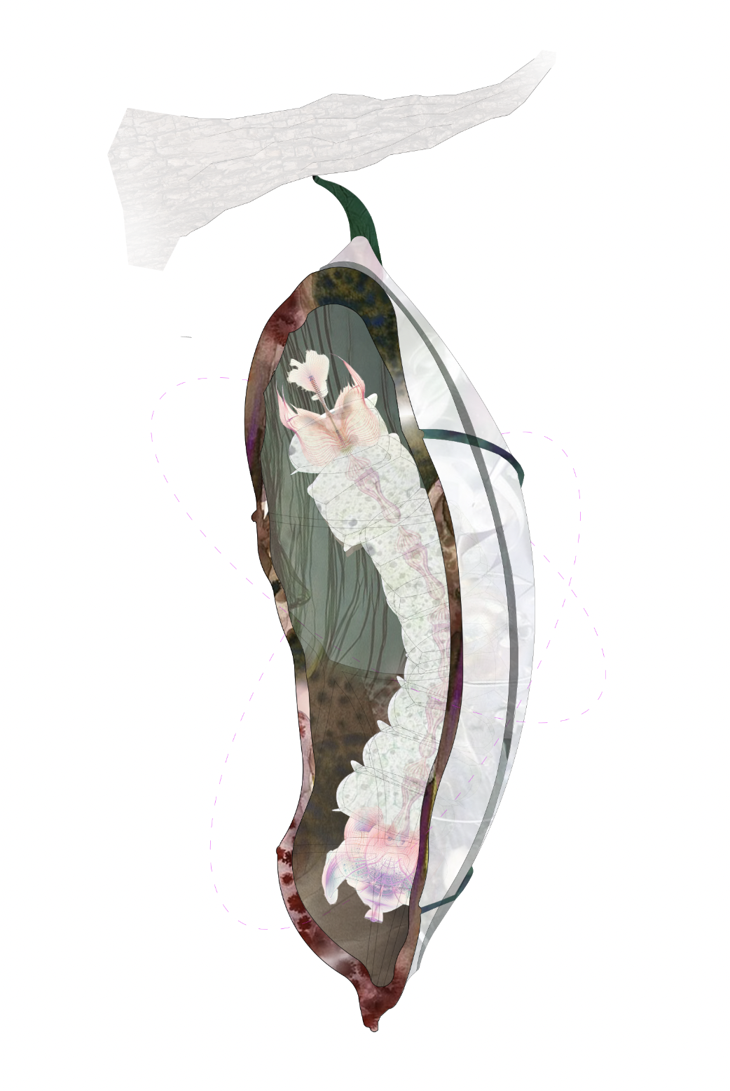 Digital collage of a chrysalis suspended from a stone branch