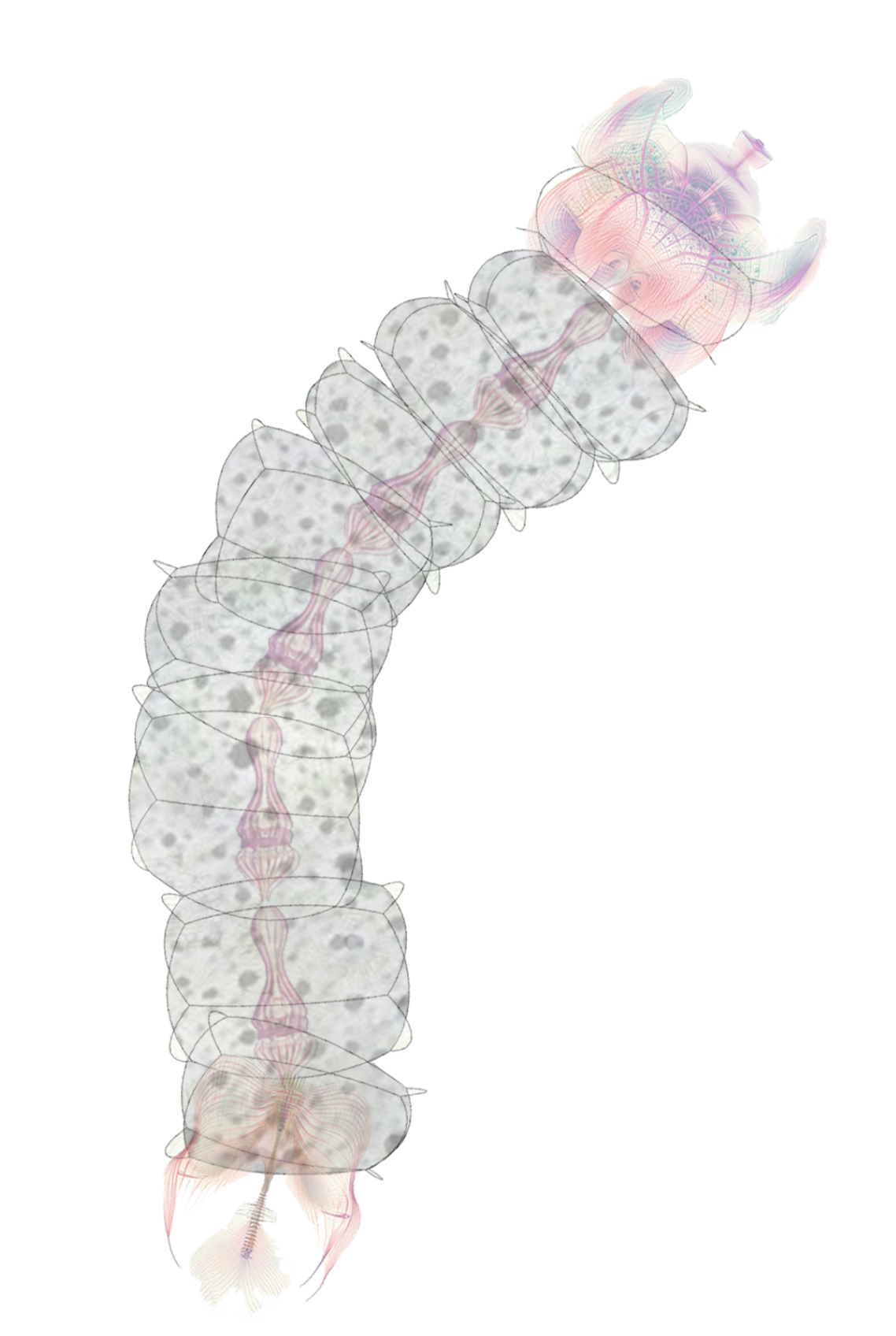 Translucent segmented larva rendered in soft greys and pinks