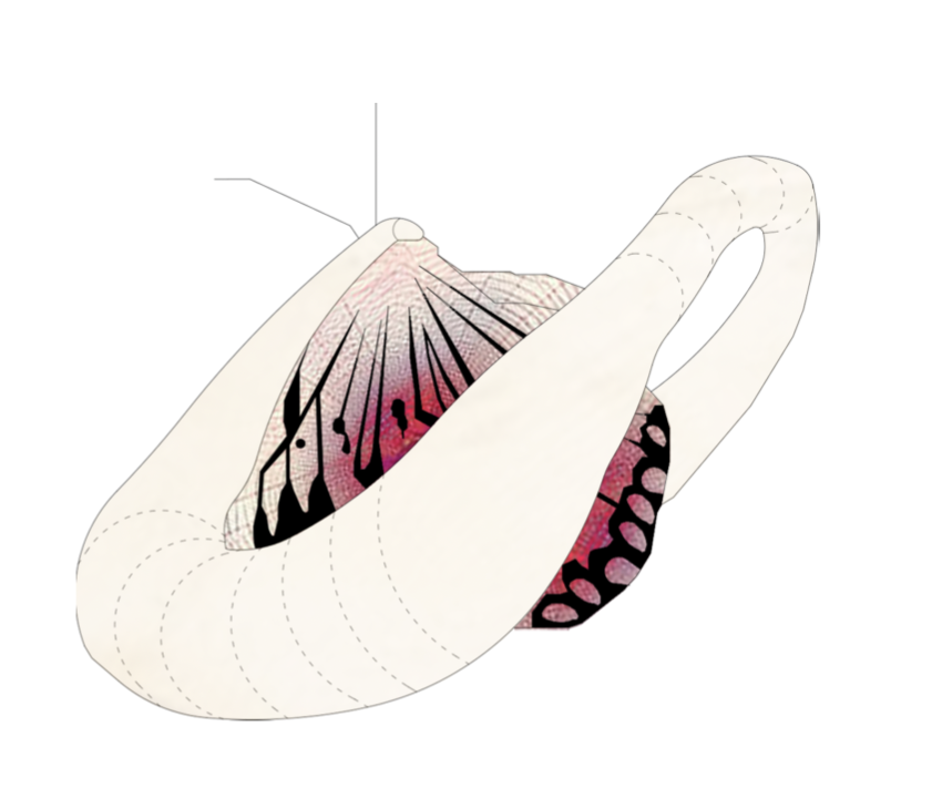 Wing enclosed within a pale looping shell, first view
