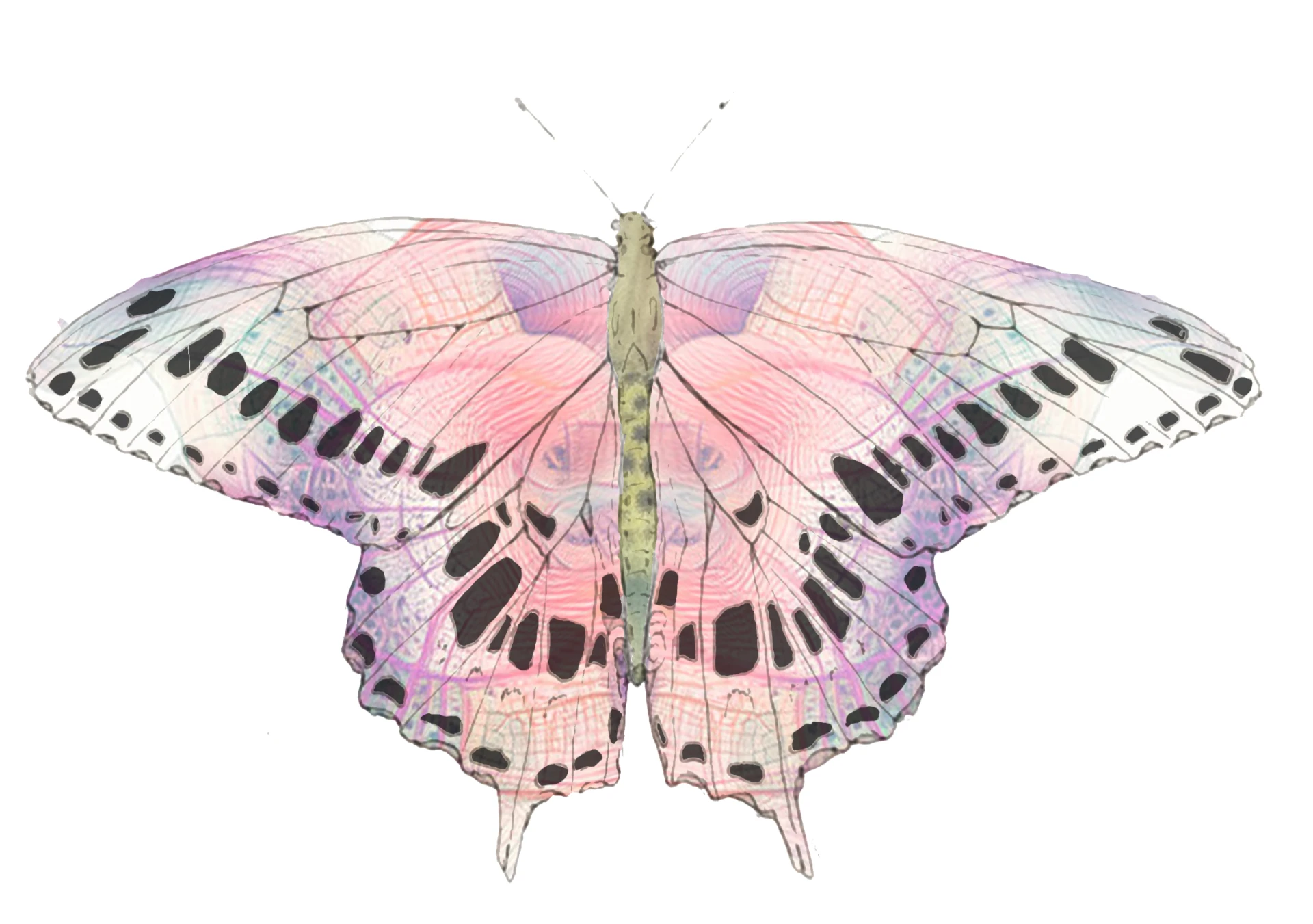 Pink and violet butterfly drawn with fine venation
