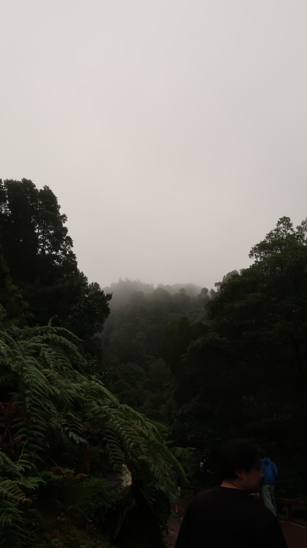 Tree ferns and laurel forest under a low white sky with walkers