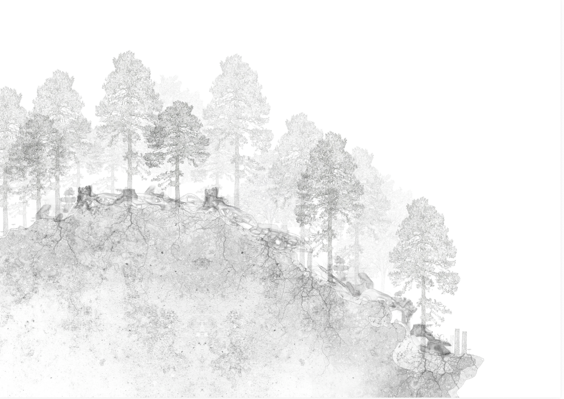 Black and white landscape drawing of a forested hillside with exposed roots and tree stumps