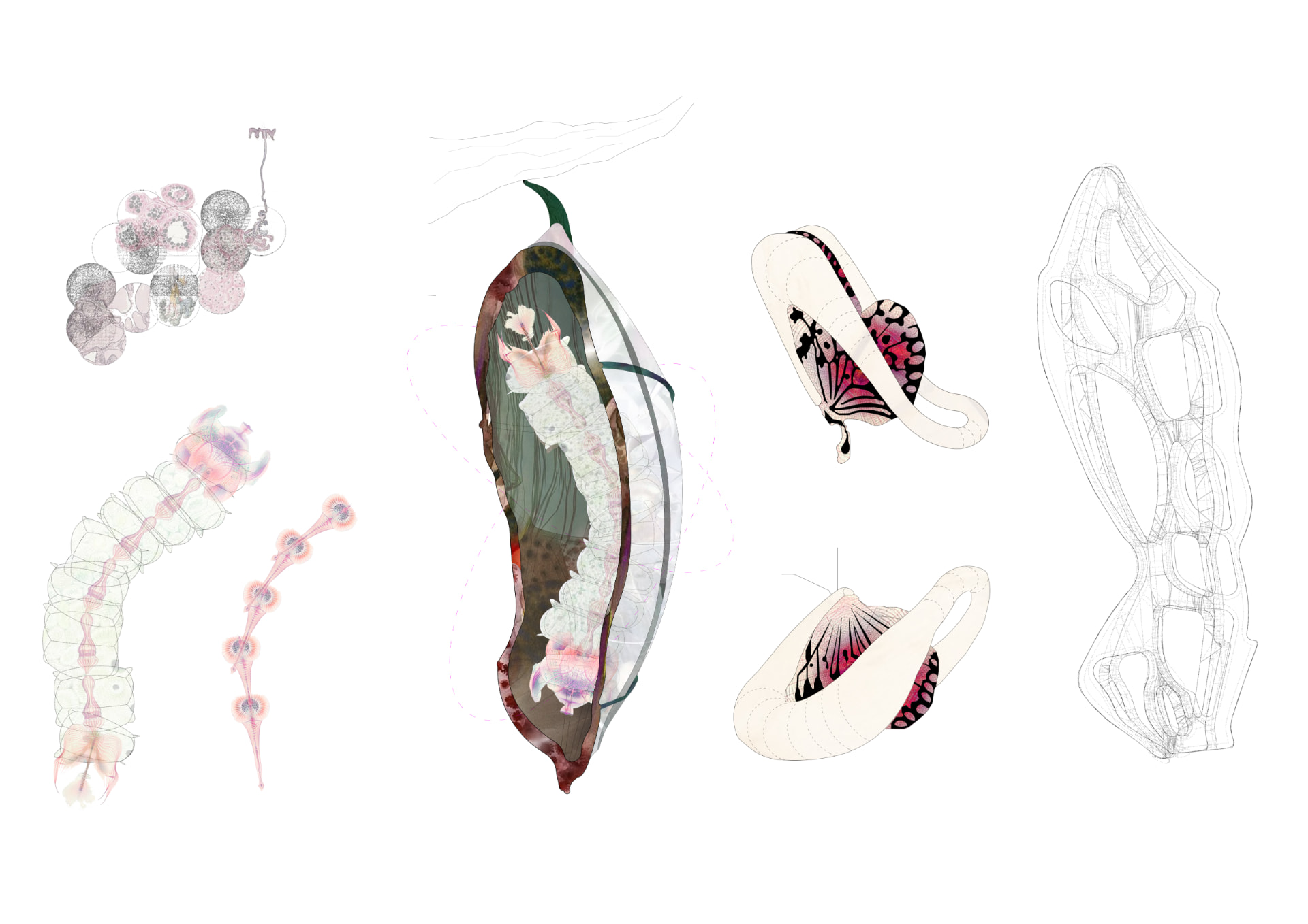 Biological diagram showing cells, larvae, chrysalis, butterfly forms and an organic wireframe