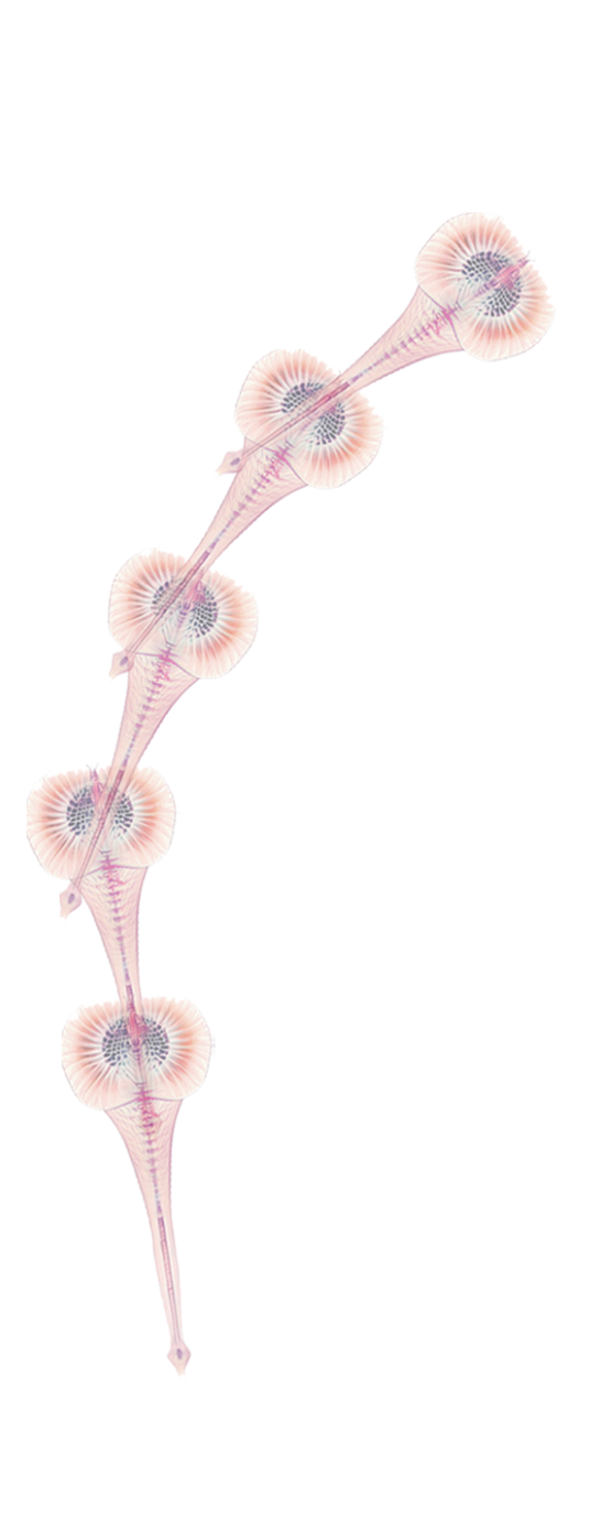 Pale pink stalk of repeated radial blossoms along a curving axis