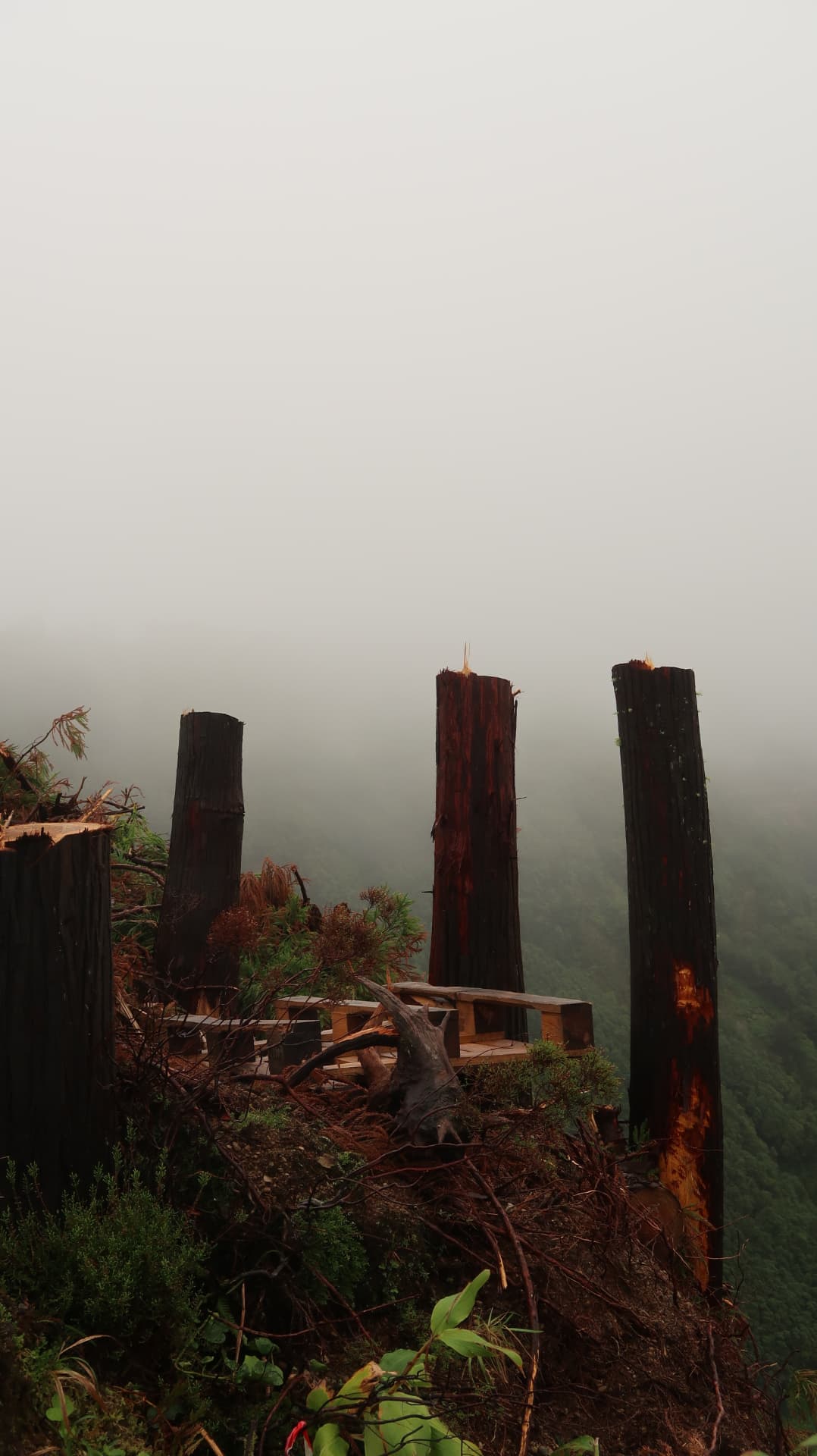Burnt tree trunks standing on a ridge in thick fog
